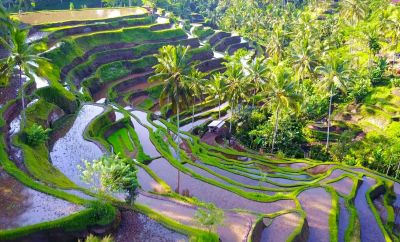 Top things to see and do in Ubud Bali