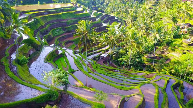 Top things to see and do in Ubud Bali
