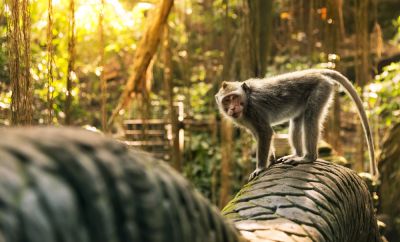 The Ultimate Ubud Itinerary for You: Part 2