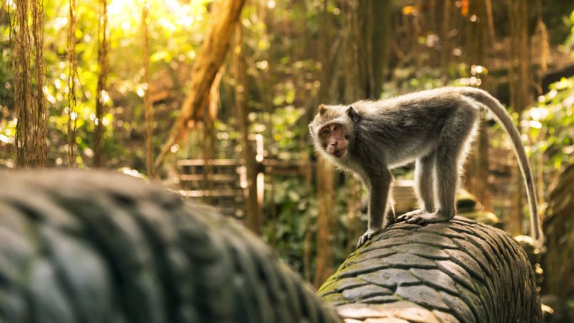 The Ultimate Ubud Itinerary for You: Part 2
